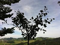 11. September 2011 - ein Sonntagsbesuch bei Samuels Ginkgo